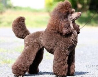 Dopyt Pudel stredný