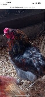 Predam araucana kohutov
