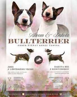 Bullterrier štěňátka s PP