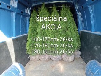 Tuja Smaragd, vavrínovec, červienka - Košice