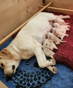 Labrador retriever - šteniatka s PP