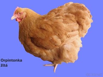 Orpintonka žltá