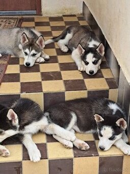 Šteniatka sibírsky husky