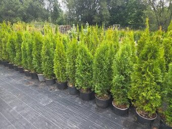 Tuja smaragd 130 cm