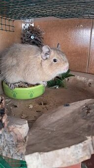 Osmak degu