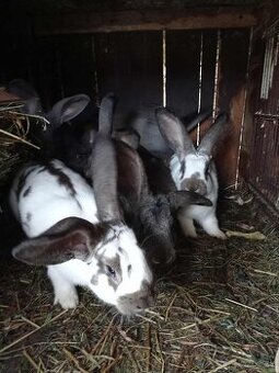 Predam samce zajacov na chov