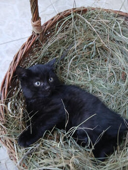 Darujem čiernych kocúrikov