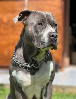 Krytie Americký Staford