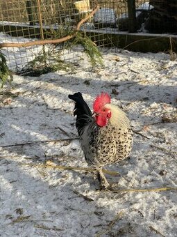 Kohút - liliputky - 1