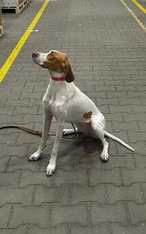 Saint-Germainsky stavač