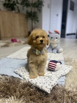 Toy pudlíčik, pudel