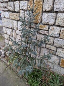 Živý vianočný stromček - 1