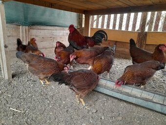 Velsumka zdrobnela Hrdzavo Jarabičia