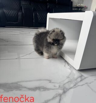 Pomeranian mini