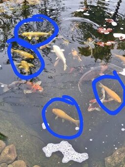 Koi kapre