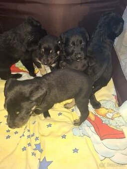 Labrador