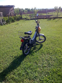 Korado manet Poliny 70