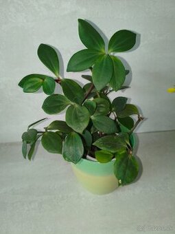 Peperomia pereskiifolia