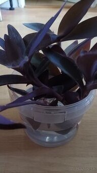 Tradescantia Tradeskancia pallida