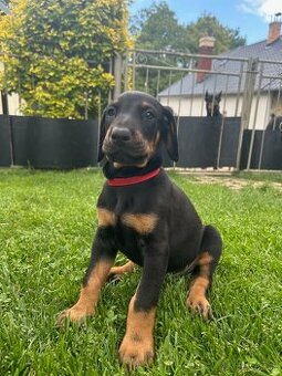 Doberman šteniatka