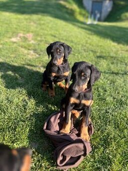 Doberman šteniatka