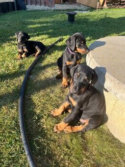 Doberman šteniatka