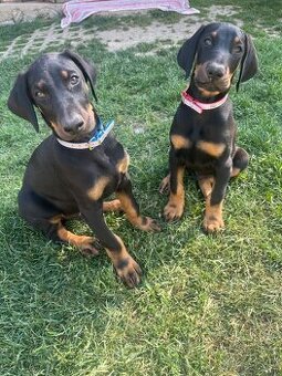 Doberman šteniatka