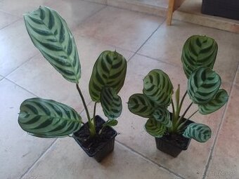 Ctenante Burble Marxii izb.rastlina 1ks/5€+posta
