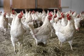 Predaj leghorn