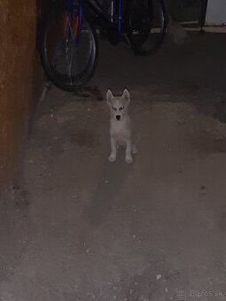 sibirsky husky - 1