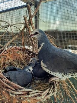 Holub Wonga -Leucosarcia melanoleuca