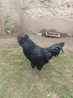 Ayam Cemani