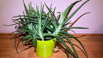 Predám Aloe Vera - Pravé (jedlé) Aloe