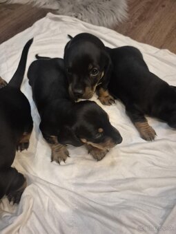 Šteniatka mini jazvečíka