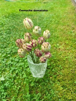 Sušené kvety - Černucha domašská.