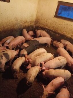 Predám odstavčatá