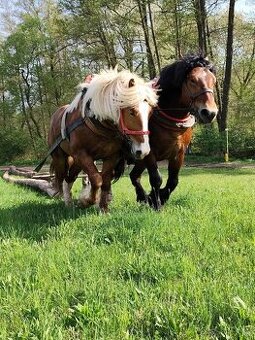 Práca pre ťažné kone - dopyt - 1