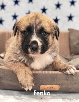 Stredoazijsky ovčiak