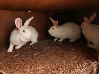 predam kraliky hyla 20 eu vaha 3.5 as 4 kg