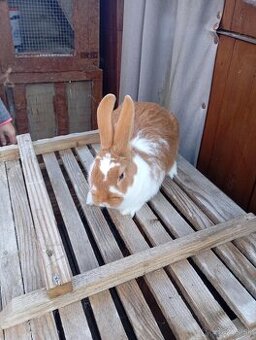 Burgunsky -Maklembursky