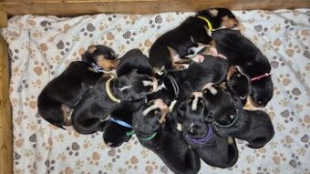 Veľký švajčiarsky salačnícky pes - šteniatka s FCI PP