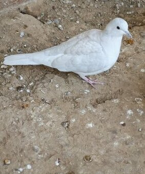 HRDLIČKY CHICHOTAVÉ