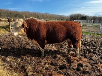 Plemenný býk Hereford