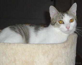 TROJFAREBKA - PRÁVE PRE VÁS