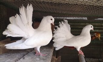 Predám holubov anglických pávikov: