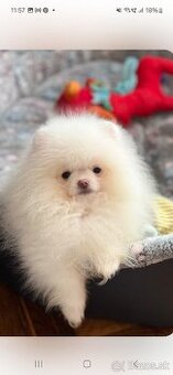 Pomeranian