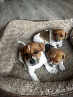 Jack russel terier