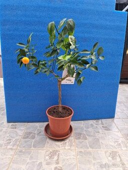 Calamondin Citrus Mitis