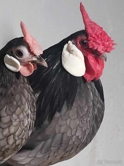 Bantamka modrá