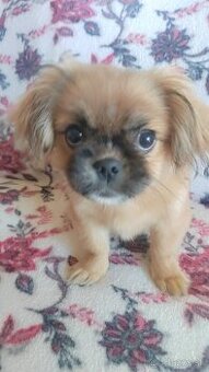 Pekinského palaca